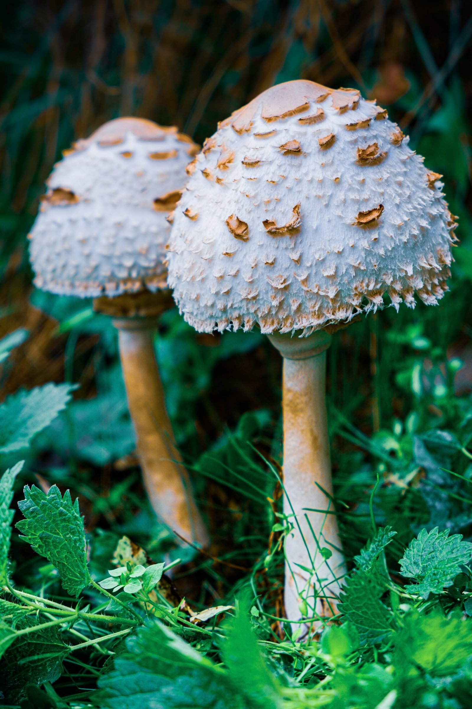 white and brown mushroom in close up photography